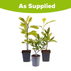 Fragrant Magnolia Collection -Garden Centre Store 510013 4