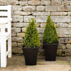 Pair Of Buxus Box Pyramids -Garden Centre Store 510034 1
