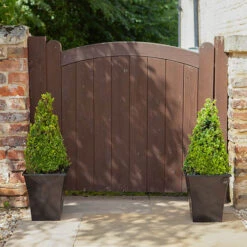 Pair Of Buxus Box Pyramids -Garden Centre Store 510034 2