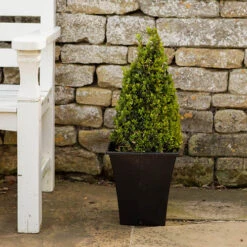Pair Of Buxus Box Pyramids -Garden Centre Store 510034 3