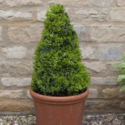 Pair Of Buxus Box Pyramids -Garden Centre Store 510034 4
