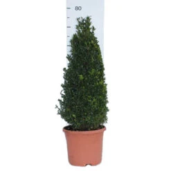 Pair Of Buxus Box Pyramids -Garden Centre Store 510034 5