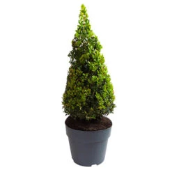 Pair Of Buxus Box Pyramids -Garden Centre Store 510034 7