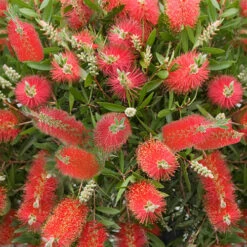 Bottlebrush Plant Callistemon Citrinus -Garden Centre Store 510046 3