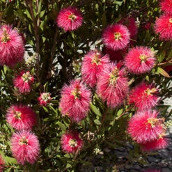 Bottlebrush Plant Callistemon Citrinus -Garden Centre Store 510046 4