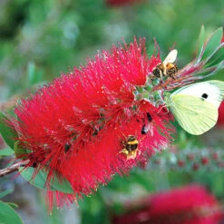 Bottlebrush Plant Callistemon Citrinus -Garden Centre Store 510046 5