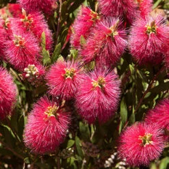 Bottlebrush Plant Callistemon Citrinus -Garden Centre Store 510046 7