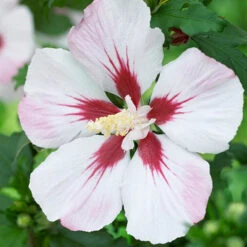Hardy Hibiscus Collection - 3 Varieties -Garden Centre Store 510152 2