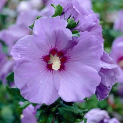 Hardy Hibiscus Collection - 3 Varieties -Garden Centre Store 510152 3