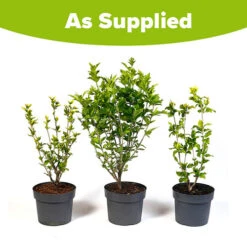 Hardy Hibiscus Collection - 3 Varieties -Garden Centre Store 510152 4