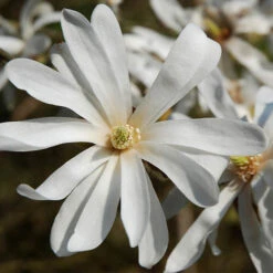 Magnolia Collection -Garden Centre Store 510153 2