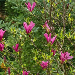 Magnolia 'Susan' -Garden Centre Store 510157 3