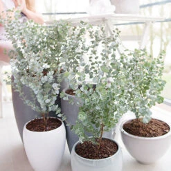 Eucalyptus Gunnii 'Azura' -Garden Centre Store 510161 2
