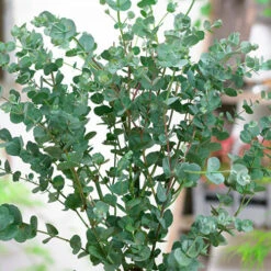Eucalyptus Gunnii 'Azura' -Garden Centre Store 510161 3
