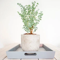Eucalyptus Gunnii 'Azura' -Garden Centre Store 510161 4