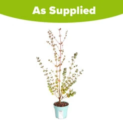 Eucalyptus Gunnii 'Azura' -Garden Centre Store 510161 5