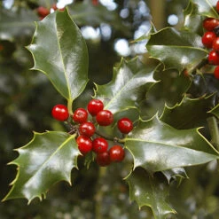 Holly Ilex X Meserveae 'Blue Maid' Standard -Garden Centre Store 510182 2