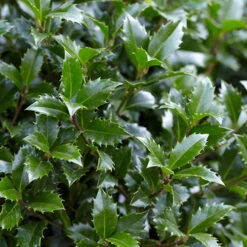 Holly Ilex X Meserveae 'Blue Maid' Standard -Garden Centre Store 510182 3