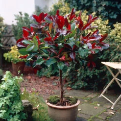 Standard Photinia 'Red Robin' Tree -Garden Centre Store 510183 2