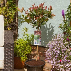 Standard Photinia 'Red Robin' Tree -Garden Centre Store 510183 3