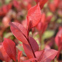 Standard Photinia 'Red Robin' Tree -Garden Centre Store 510183 4