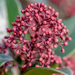 Viburnum Tinus Standard -Garden Centre Store 510191 2