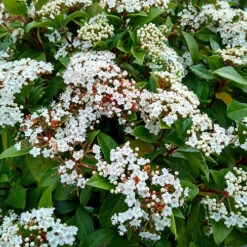 Viburnum Tinus Standard -Garden Centre Store 510191 3