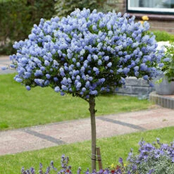 Hardy Ceanothus Standard Californian Lilac Tree