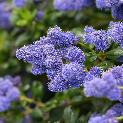 Hardy Ceanothus Standard Californian Lilac Tree 2 Hardy Ceanothus Standard Californian Lilac Tree - Image 2