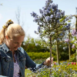 Hardy Ceanothus Standard Californian Lilac Tree 7 Hardy Ceanothus Standard Californian Lilac Tree -Garden Centre Store 510199 2
