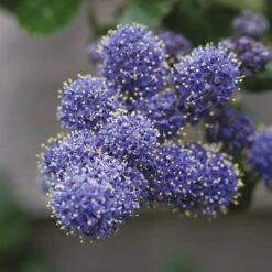 Hardy Ceanothus Standard Californian Lilac Tree 8 Hardy Ceanothus Standard Californian Lilac Tree -Garden Centre Store 510199 3