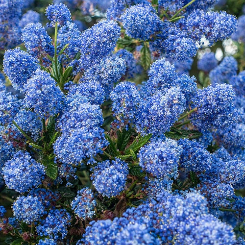 Hardy Ceanothus Standard Californian Lilac Tree 5 Hardy Ceanothus Standard Californian Lilac Tree - Image 5