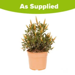 Callistemon Viminalis 'Hot Pink' -Garden Centre Store 510237 2