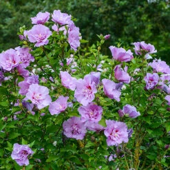 Hibiscus 'Chiffon Lavender' -Garden Centre Store 510272 2