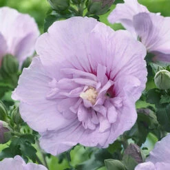 Hibiscus 'Chiffon Lavender' -Garden Centre Store 510272 3