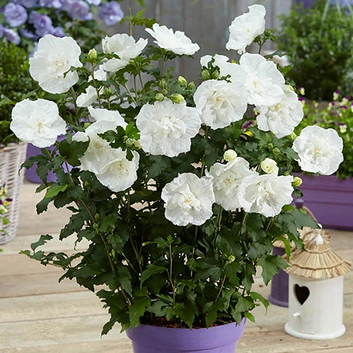 Hibiscus Syriacus 'White Chiffon' 1 Hibiscus Syriacus 'White Chiffon'