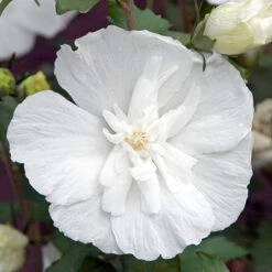 Hibiscus Syriacus 'White Chiffon' 10 Hibiscus Syriacus 'White Chiffon' -Garden Centre Store 510273 3
