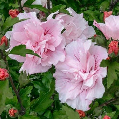 Hibiscus 'Chiffon Pink' -Garden Centre Store 510274 2