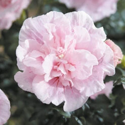 Hibiscus 'Chiffon Pink' -Garden Centre Store 510274 3