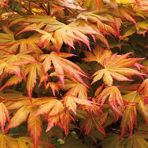 Acer Palmatum 'Orange Dream' 1 Acer Palmatum 'Orange Dream'