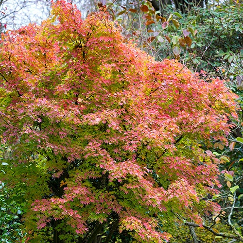 Acer Palmatum 'Orange Dream' 2 Acer Palmatum 'Orange Dream' - Image 2