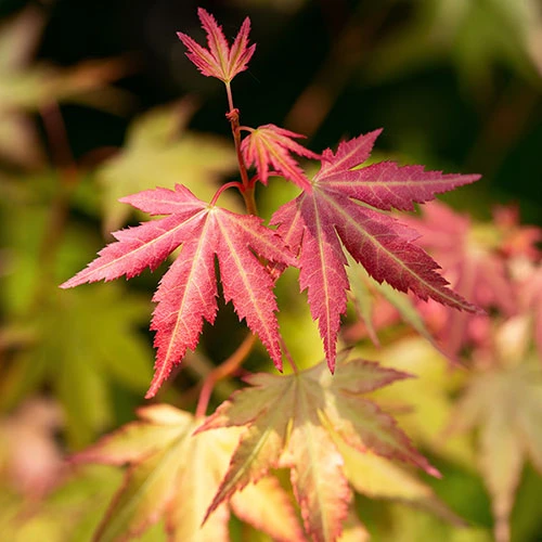Acer Palmatum 'Orange Dream' 3 Acer Palmatum 'Orange Dream' - Image 3