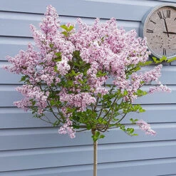 Lilac Syringa Palibin Standard -Garden Centre Store 510317 2