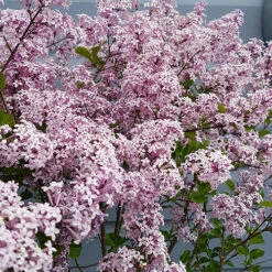 Lilac Syringa Palibin Standard -Garden Centre Store 510317 3
