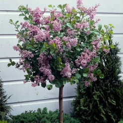 Lilac Syringa Palibin Standard -Garden Centre Store 510317 4
