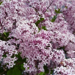 Lilac Syringa Palibin Standard -Garden Centre Store 510317 5