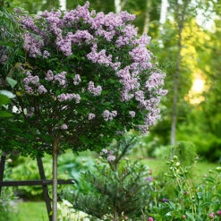 Lilac Syringa Palibin Standard -Garden Centre Store 510317 6