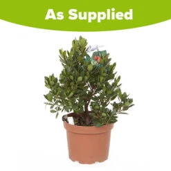 Strawberry Tree - Arbutus Unedo -Garden Centre Store 510323 3