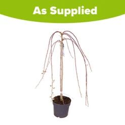 Weeping Willow Salix 'Kilmarnock' Standard Tree -Garden Centre Store 510326 2
