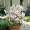 Patio Lavatera Mallow 'Barnsley Baby'